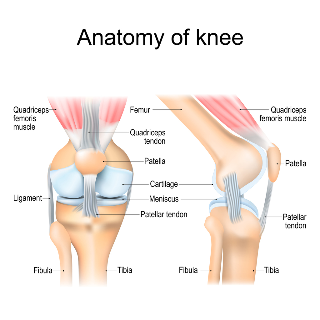 Patellar tendonitis, commonly known as “jumper’s knee,” is a medical condition that involves the inflammation of the patellar tendon, which connects the kneecap (patella) to the shin bone (tibia).